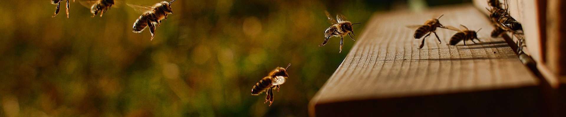 Farmland-Bee-Boxes